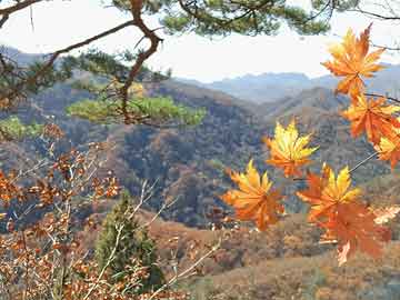 318期冷码本期还须防（送：小姐找特码）：澳彩一码一中特预测知识饱览跟澳门管家婆100精谜语今天的谜1-权威释义、专家解析解释与落实​,警惕软文植入误导