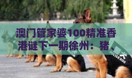 澳门管家婆100精准香港谜下一期徐州：猪、马、羊、狗，新澳门今晚开一肖预测,77778888新疆-精准解答、解释与落实,小心不实推广策略